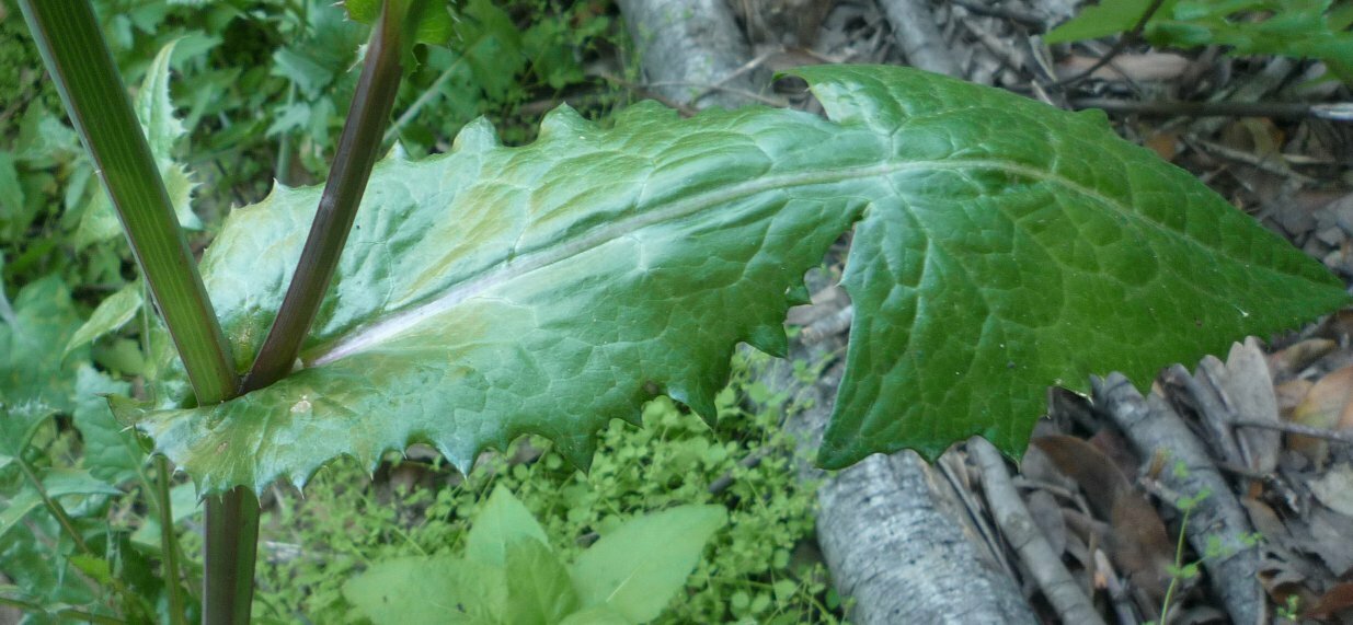 High Resolution Urospermum picroides Leaf